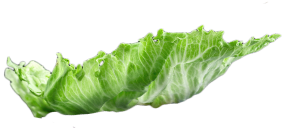 Burger layer - Lettuce - ABM